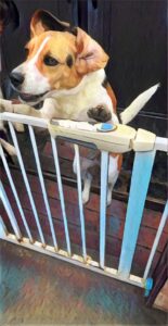 A beagle in mid-jump behind a fence at the Nonsan shelter