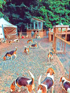Beagles sniff the ground in a fenced in area of the Nonsan shelter.