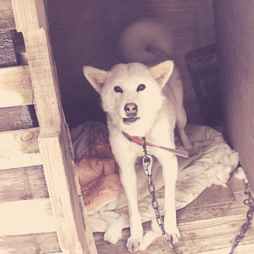 Pandora the lost Jindo dog: Looking back 10 years later