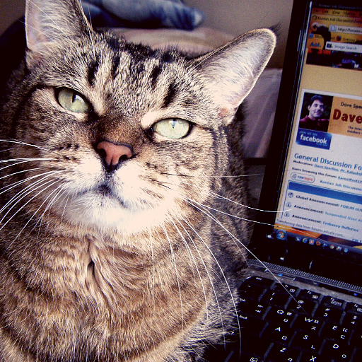 A brown tabby cat looks into the camera with a judgmental expression. Behind her and to the right, a laptop is open to the Dave's ESL Café website.
