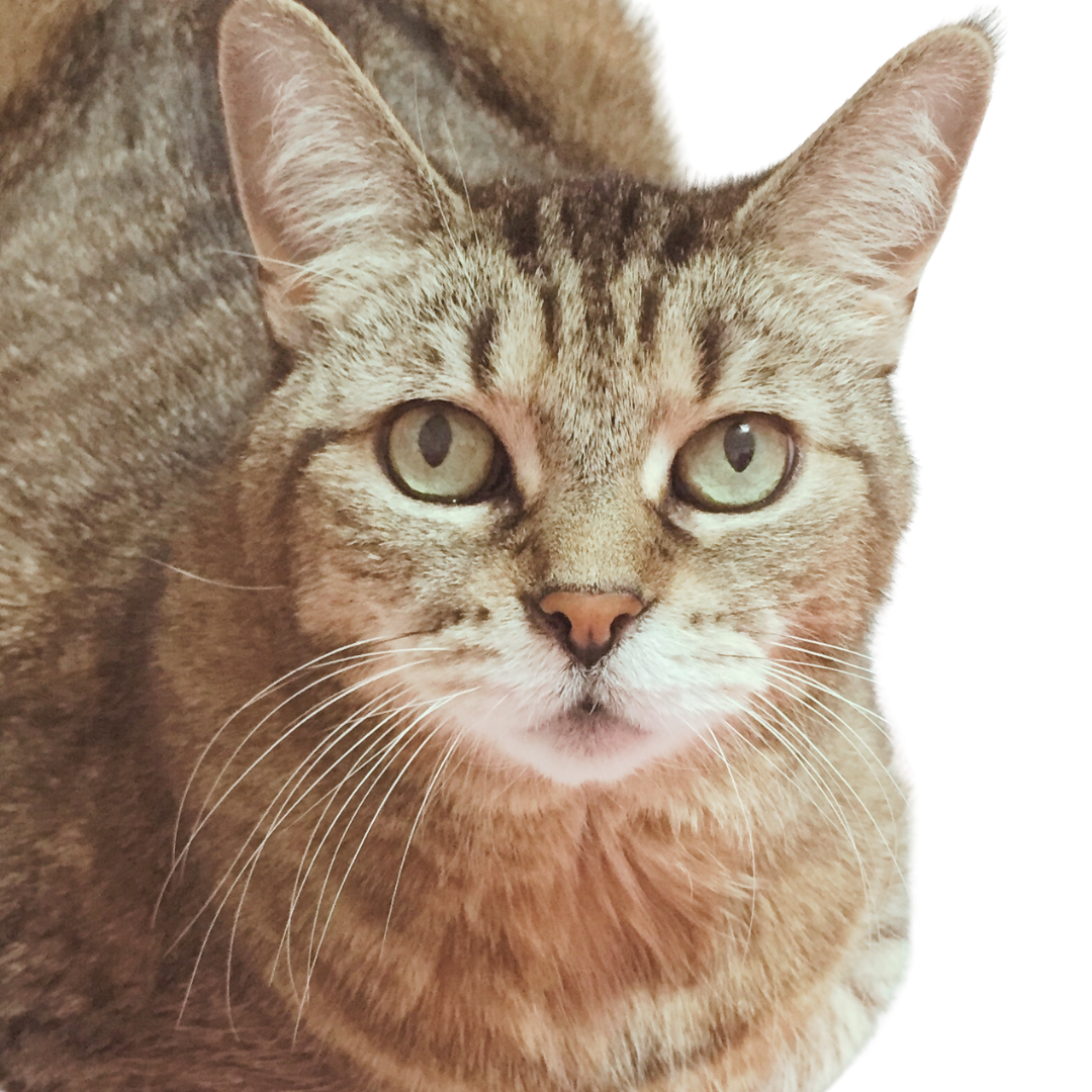 A green-eyed brown tabby cat is seen close up. The cat is not from Yongsan and is not part of the story.